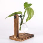 AquaFrame™ Hydroponic Terrarium Vase