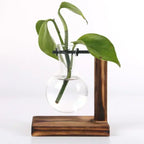 AquaFrame™ Hydroponic Terrarium Vase